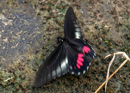 The butterfly Eurytides ariarathes photographed in Ecuador