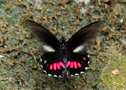 The butterfly Eurytides ariarathes photographed in Ecuador