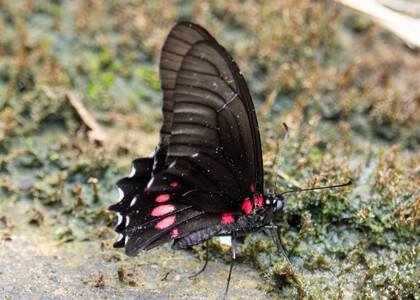 The butterfly Eurytides ariarathes photographed in Ecuador