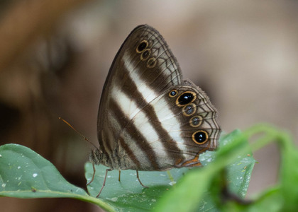 The butterfly Pareuptychia hesionides photographed in Ishpingo Pakcha,Ecuador
