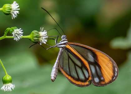 The butterfly Pseudoscada florula aureola photographed in Ecuador