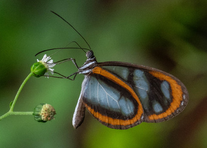 The butterfly Oleria gunilla lota photographed in Ecuador