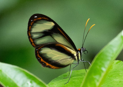 The butterfly Ithomia salapia salapia photographed in Ecuador