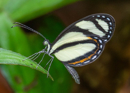 The butterfly Moschoneura pinthous monica photographed in Ecuador