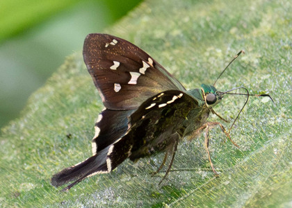 The butterfly Urbanus cf. pronta photographed in Ecuador