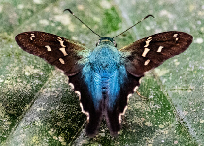 The butterfly Urbanus cf. pronta photographed in Ecuador