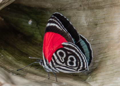 The butterfly Diaethria clymena peruviana photographed in Carachupa Pakcha,Ecuador