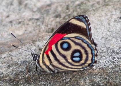 The butterfly Catagramma hystaspes zelphanta photographed in Carachupa Pakcha,Ecuador