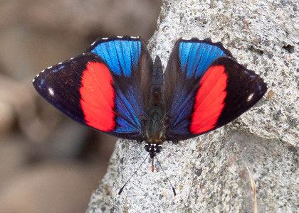 The butterfly Catagramma hystaspes zelphanta photographed in Ecuador