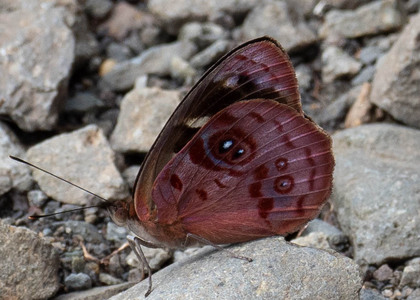 The butterfly Eunica orphise photographed in Carachupa Pakcha,Ecuador