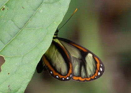 The butterfly Ithomia salapia photographed in Carachupa Pakcha,Ecuador