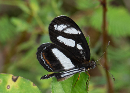 The butterfly Eresia nauplius photographed in Ecuador