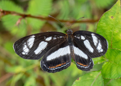 The butterfly Eresia nauplius photographed in Carachupa Pakcha,Ecuador