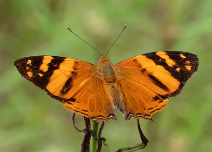 The butterfly Hypanartia lethe photographed in Ecuador