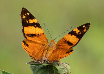 The butterfly Hypanartia lethe photographed in Ecuador