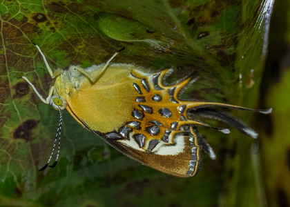 The butterfly Helicopis cupido photographed in Ecuador