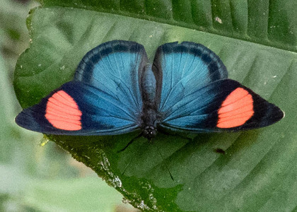 The butterfly Batesia hypochlora photographed in Ecuador