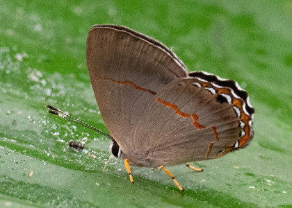 The butterfly Pelolasia mirania photographed in Ecuador