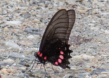 The butterfly Eurytides ariarathes photographed in Ecuador