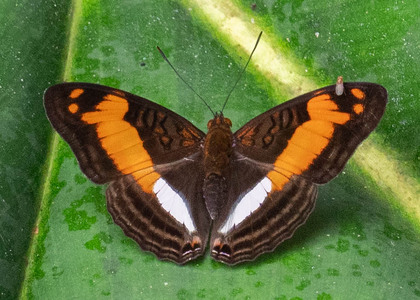 The butterfly Adelpha attica attica photographed in Ecuador