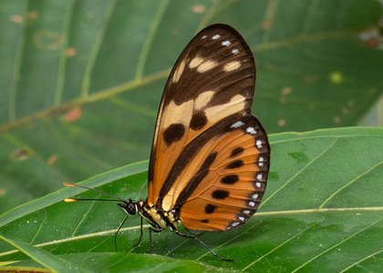 The butterfly Eueides isabella dissoluta photographed in Comunidad Apuya,Ecuador