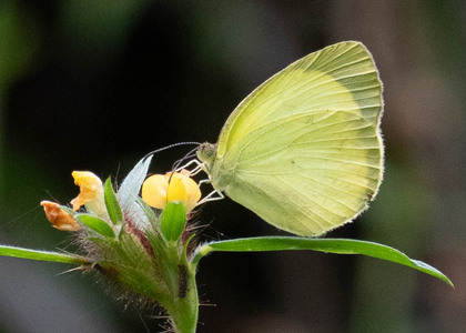 The butterfly Eurema albula photographed in Ecuador