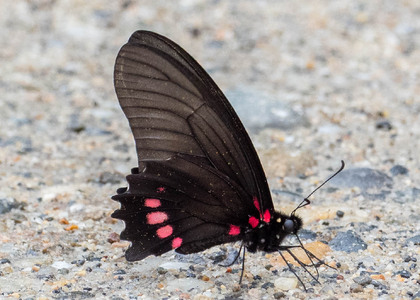 The butterfly Eurytides ariarathes photographed in Ecuador