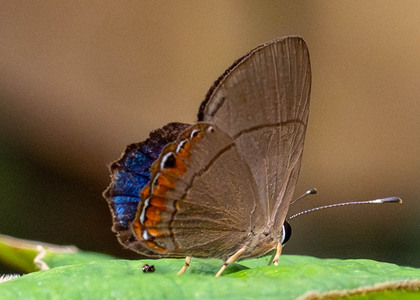 The butterfly Pelolasia pelor/pellonia photographed in Ecuador