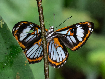 The butterfly Teratophthalma phelina phelina photographed in Ecuador