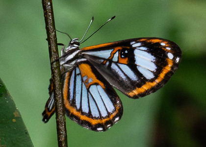 The butterfly Teratophthalma phelina phelina photographed in Ecuador