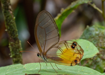 The butterfly Haetera piera photographed in Ecuador