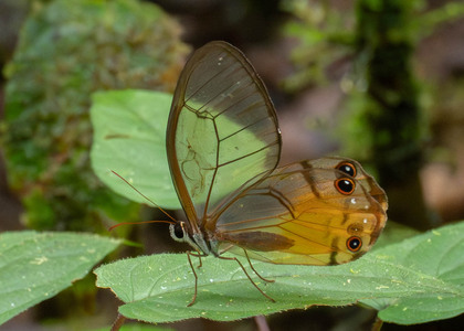 The butterfly Haetera piera photographed in Ecuador