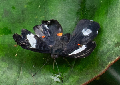 The butterfly Cyrenia martia photographed in Ecuador