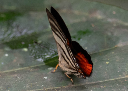 The butterfly Pelolasia hahneli photographed in Ecuador