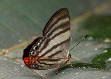 The butterfly Pelolasia hahneli photographed in Ecuador
