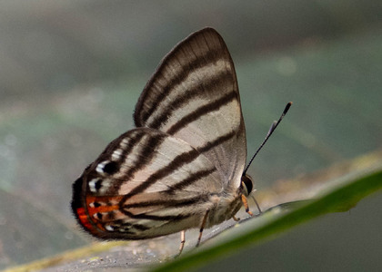 The butterfly Pelolasia hahneli photographed in Ecuador