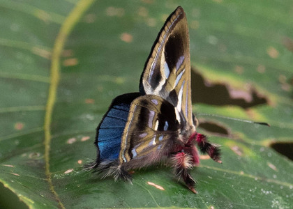 The butterfly Anteros renaldus photographed in Ecuador