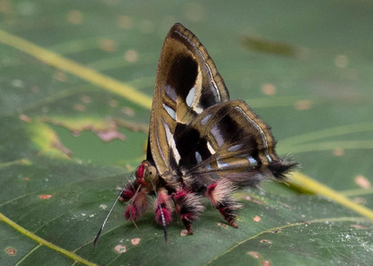 The butterfly Anteros renaldus photographed in Ecuador