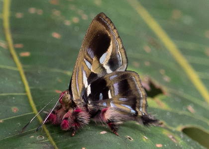 The butterfly Anteros renaldus photographed in Ecuador