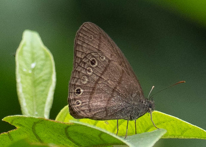 The butterfly Hermeuptychia hermes photographed in Ecuador