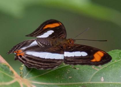 The butterfly Adelpha iphiclus iphiclus photographed in Carachupa Pakcha,Ecuador