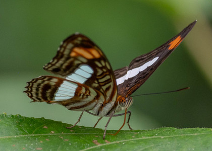 The butterfly Adelpha iphiclus iphiclus photographed in Comunidad Apuya,Ecuador