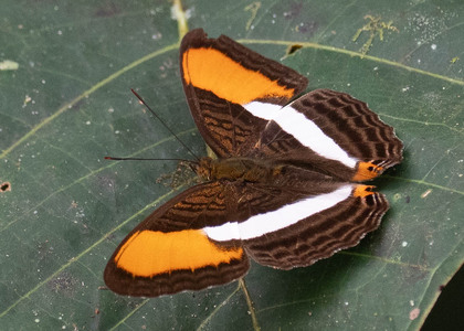 The butterfly Adelpha cytherea cytherea photographed in Ecuador