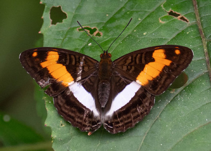 The butterfly Adelpha jordani photographed in Comunidad Apuya,Ecuador