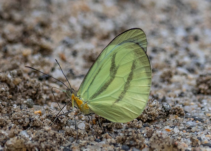 The butterfly Enantia lina photographed in Ecuador