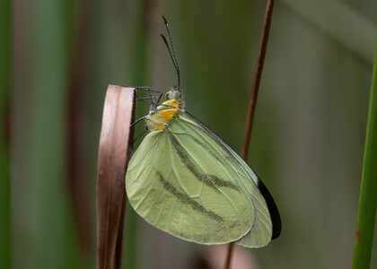 The butterfly Enantia lina photographed in Comunidad Apuya,Ecuador