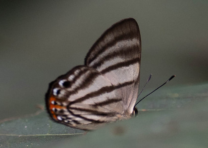 The butterfly Pelolasia hahneli photographed in Ecuador