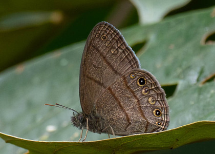 The butterfly Hermeuptychia hermes photographed in Ecuador