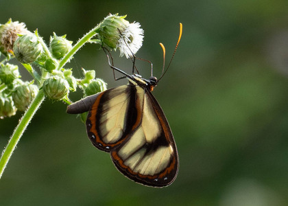 The butterfly Ithomia salapia salapia photographed in Ecuador