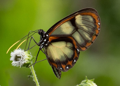 The butterfly Godyris zavaleta matronalis photographed in Ecuador